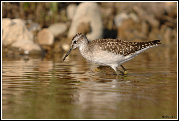 Wood Sandpiper - Tringa glareola