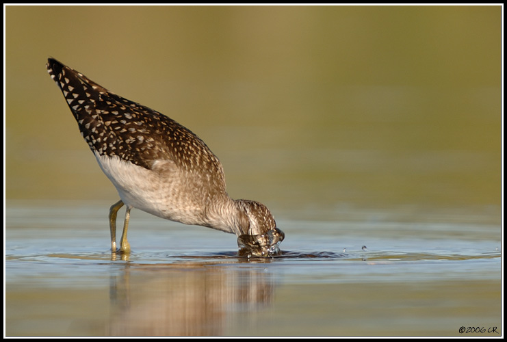 Piro piro boschereccio - Tringa glareola
