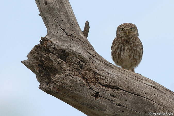 Chevêche d'Athéna - Athene noctua