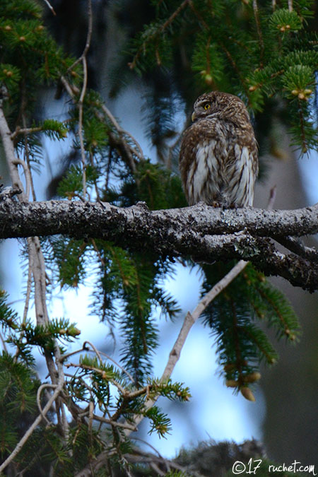 Sperlingskauz - Glaucidium passerinum