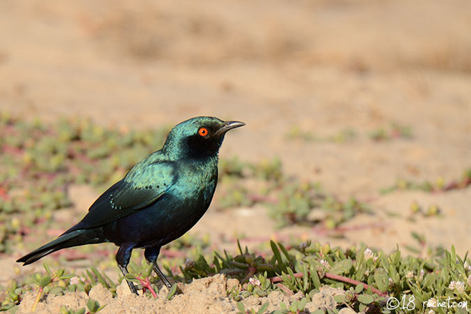Greater Blue-eared Starling - Lamprotornis chalybaeus