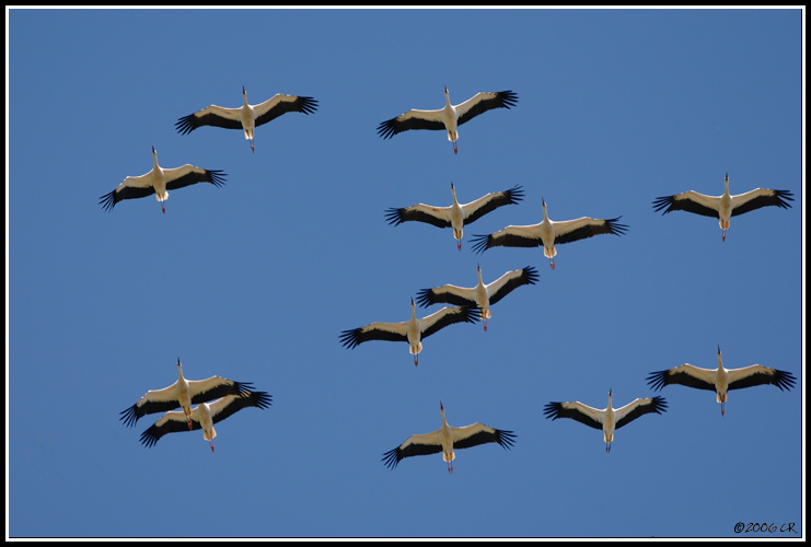 Weißstorch - Ciconia ciconia