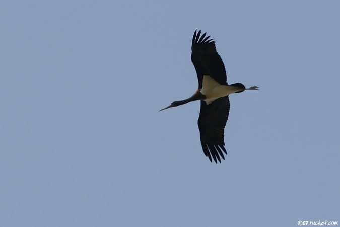 Cigogne noire - Ciconia nigra
