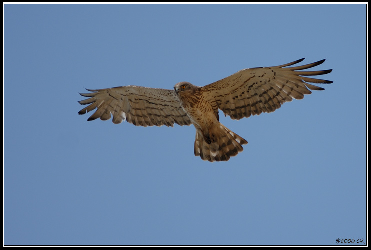 Schlangenadler - Circaetus gallicus