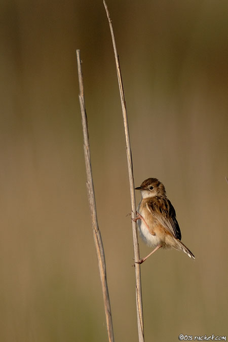 Cistensänger - Cisticola juncidis