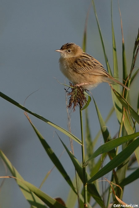 Cistensänger - Cisticola juncidis