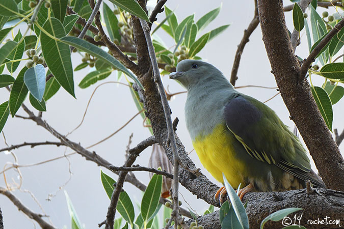 Bruce's Green Pigeon - Treron waalia