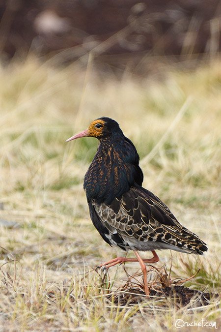 Combattente - Philomachus pugnax