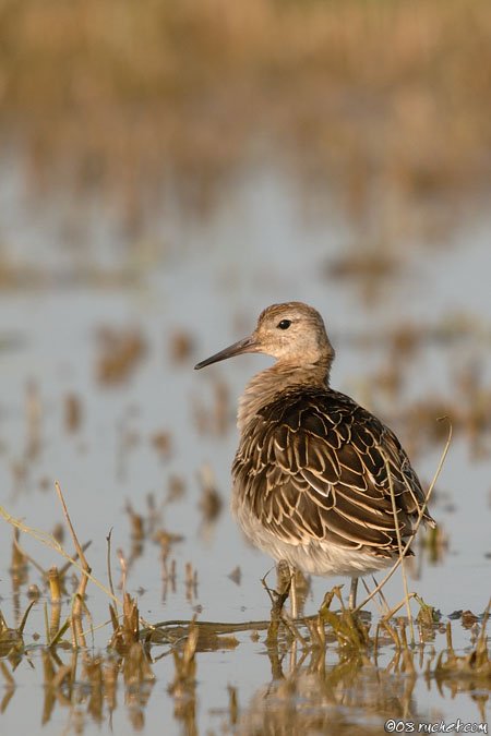 Combattente - Philomachus pugnax