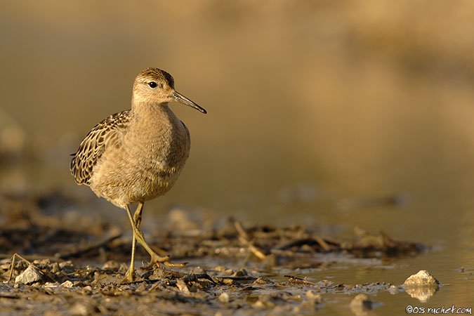 Combattente - Philomachus pugnax