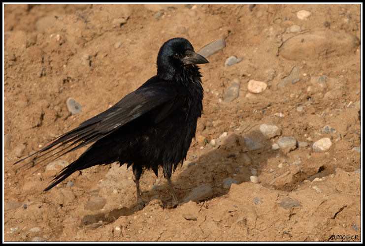 Saatkrähe - Corvus frugilegus