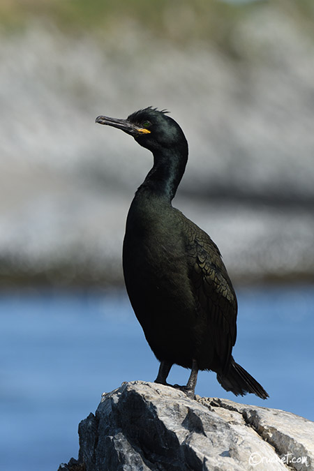 Cormoran huppé - Phalacrocorax aristotelis