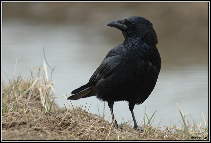 Rabenkrähe - Corvus corone
