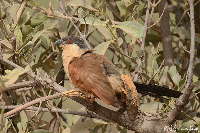 Coucal du Sénégal - Centropus senegalensis