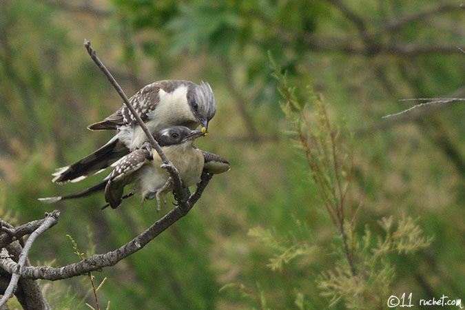 Coucou geai - Clamator glandarius