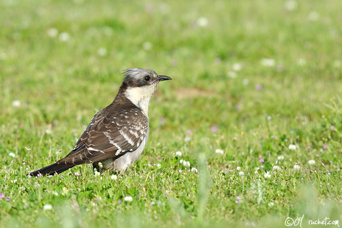 Coucou geai - Clamator glandarius