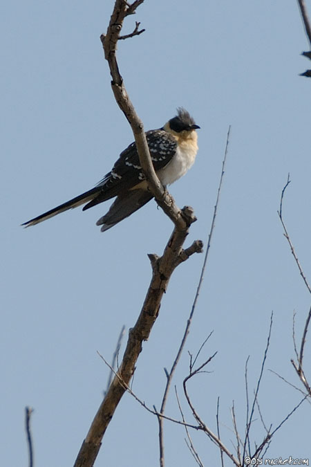 Cuculo dal ciuffo - Clamator glandarius