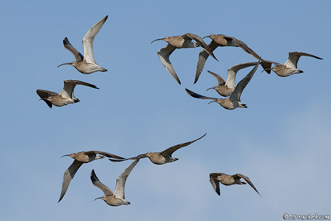 Eurasian Curlew - Numenius arquata