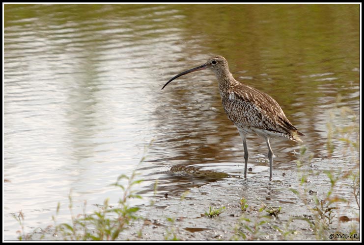 Eurasian Curlew - Numenius arquata