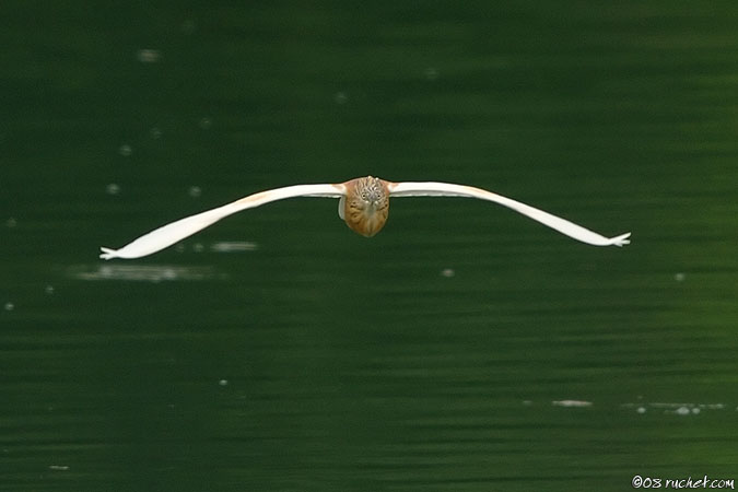 Squacco heron - Ardeola ralloides