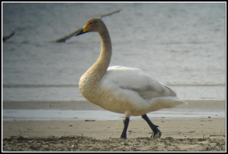 Whooper Swan - Cygnus cygnus