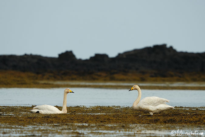 Whooper Swan - Cygnus cygnus