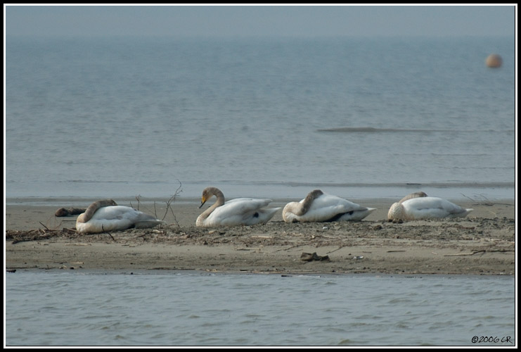 Whooper Swan - Cygnus cygnus
