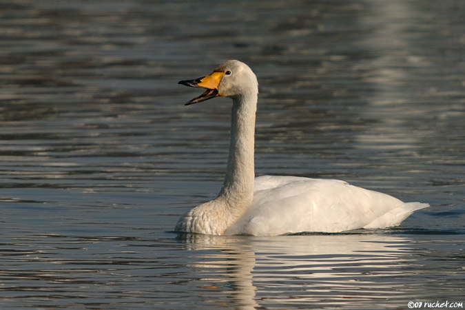 Whooper Swan - Cygnus cygnus