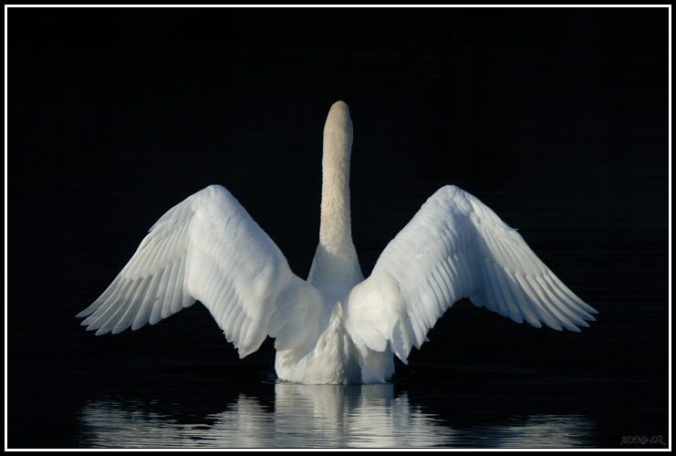 Mute swan - Cygnus olor