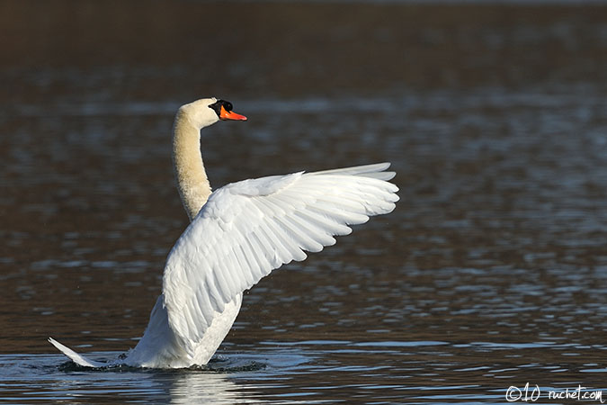 Mute swan - Cygnus olor