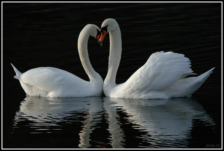 Mute swan - Cygnus olor