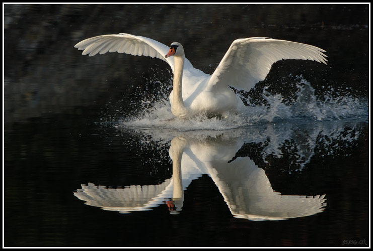 Mute swan - Cygnus olor