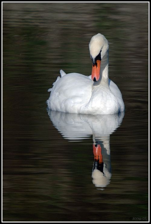 Mute swan - Cygnus olor