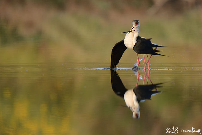 Échasse blanche - Himantopus himantopus