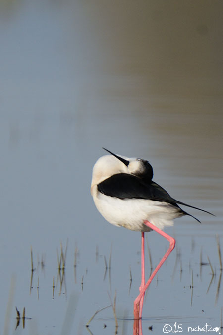 Black-winged Stilt - Himantopus himantopus