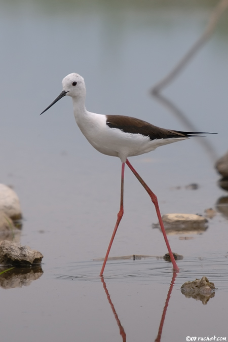 Black-winged Stilt - Himantopus himantopus