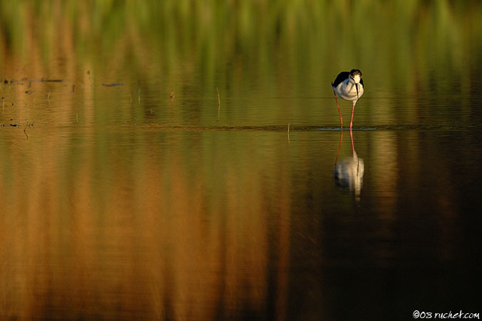 Black-winged Stilt - Himantopus himantopus