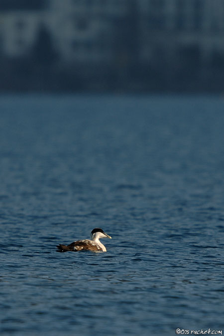 Eider à duvet - Somateria mollissima
