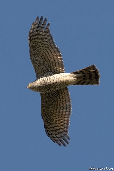 Eurasian Sparrowhawk - Accipiter nisus