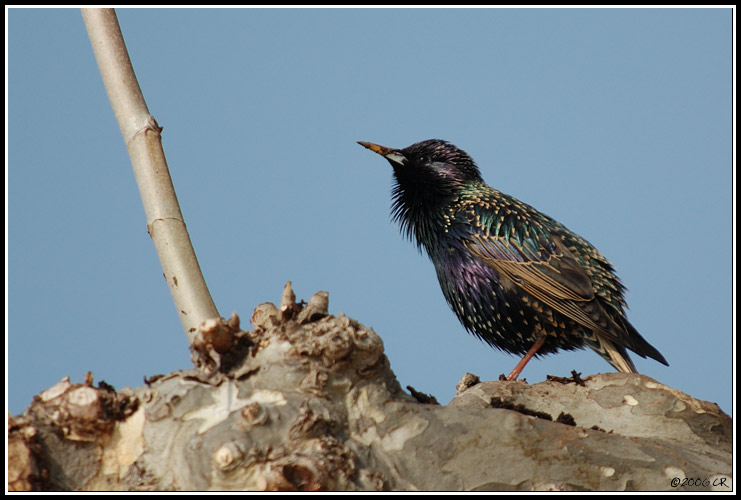 Étourneau sansonnet - Sturnus vulgaris