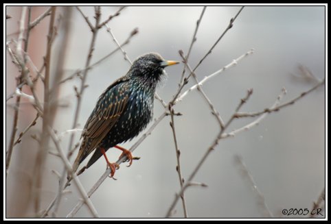 European starling - Sturnus vulgaris