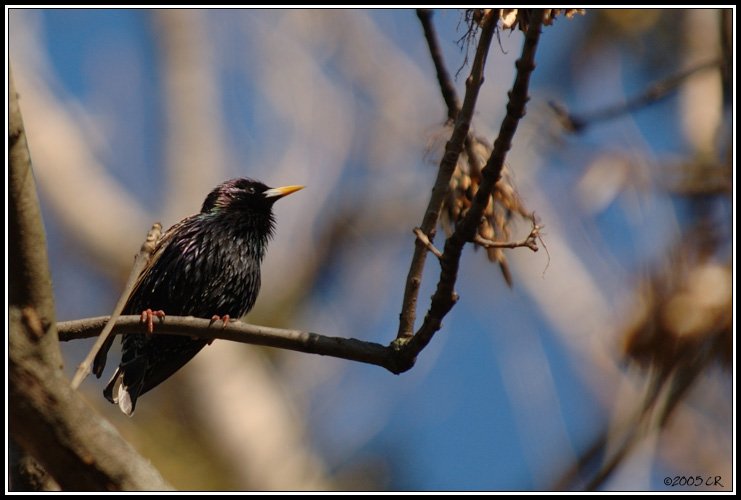 European starling - Sturnus vulgaris