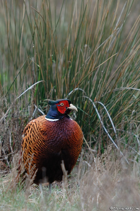 Fasan - Phasianus colchicus