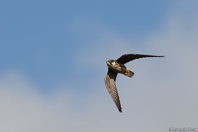 Eurasian Hobby - Falco subbuteo