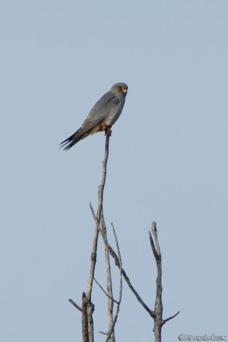 Rotfussfalke - Falco vespertinus