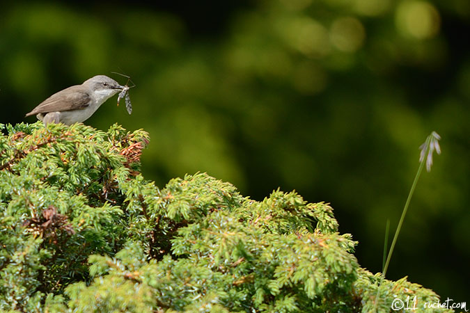 Lesser Whitethroat - Sylvia curruca