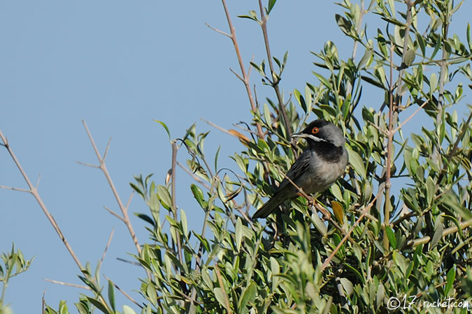 Rueppell's Warbler - Sylvia rueppelli