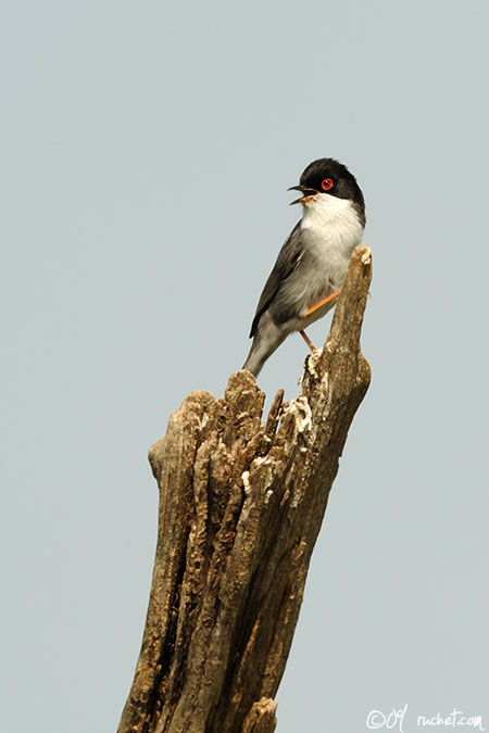 Fauvette mélanocéphale - Sylvia melanocephala