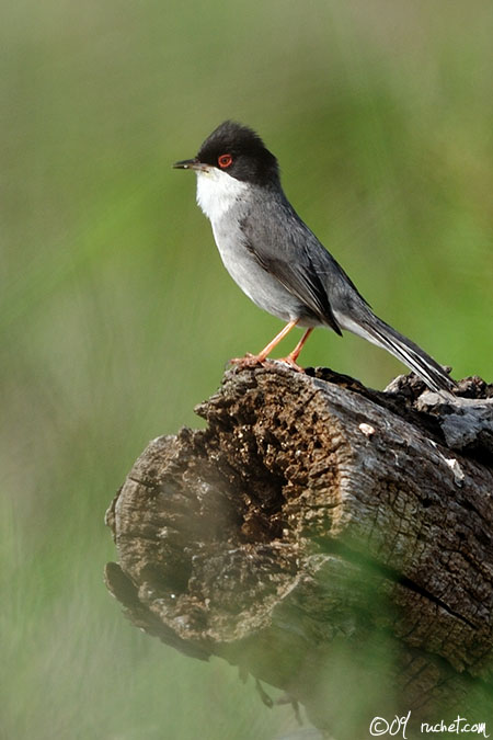 Fauvette mélanocéphale - Sylvia melanocephala