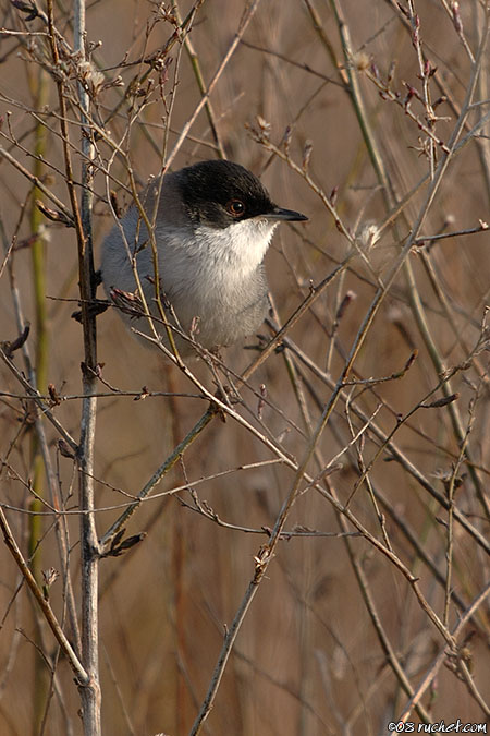 Fauvette mélanocéphale - Sylvia melanocephala